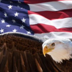 bald-eagle-flag-taking-flight-front-american-62056915